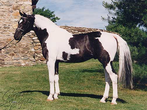 Art Deco - Coloured Stallion